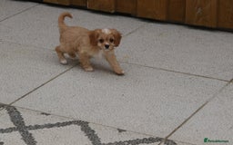 Cavapoo dogs for sale: F1 Cavapoo puppies for sale - Image 29