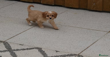 Cavapoo dogs - Advert 1