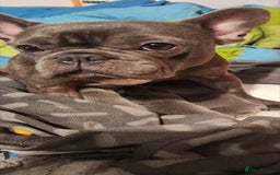 French Bulldog dogs for sale: French bulldog  - Image 5