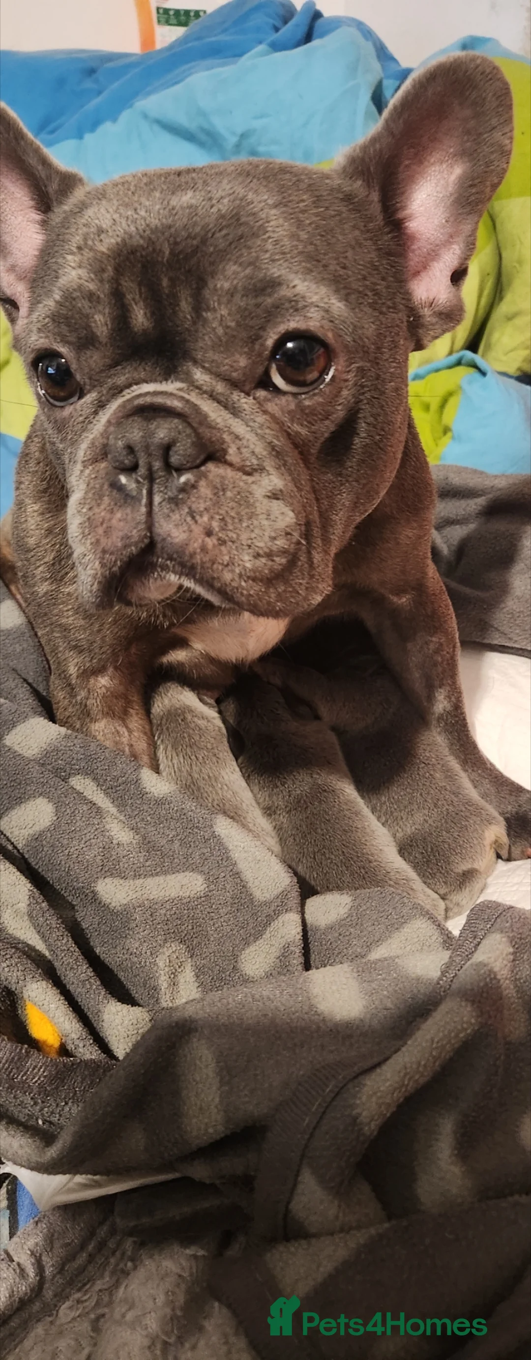 French Bulldog dogs for sale: French bulldog  - Advert 5