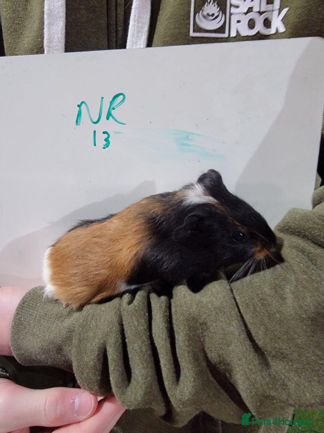 Guinea Pig rodents for sale: Male guinea pigs - Advert 13