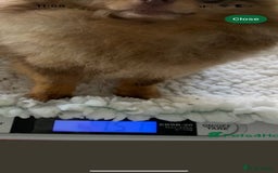 Pomeranian dogs for sale: Mini Pomeranians - Image 5
