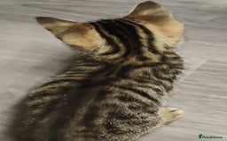 British Shorthair cats for sale: 12 weeks old - Image 6