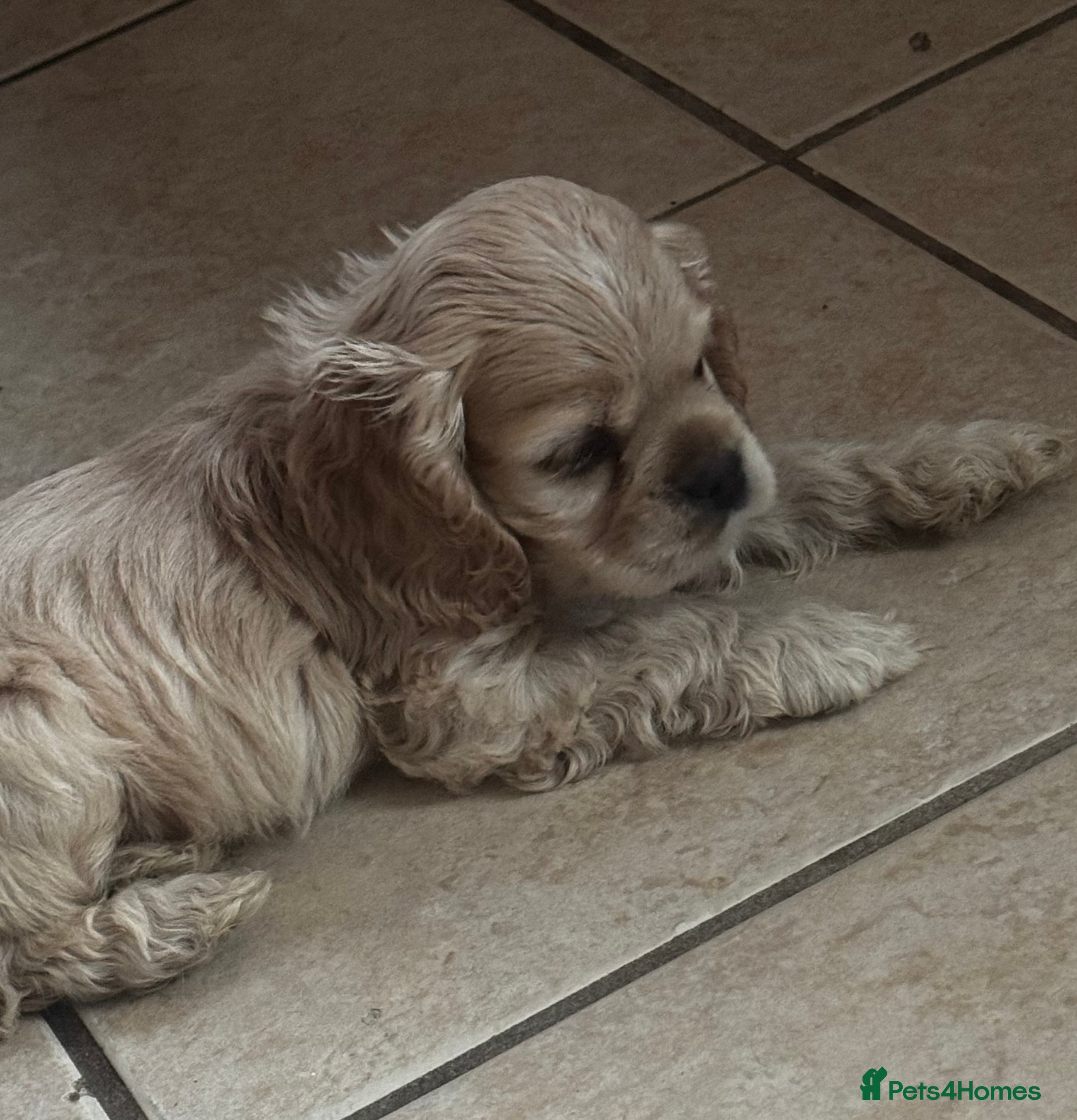 American Cocker Spaniel dogs 🐾KC, Health tested American cocker spaniels🐾 - Advert 2