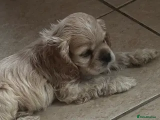 American Cocker Spaniel dogs 🐾KC, Health tested American cocker spaniels🐾 - Advert 2