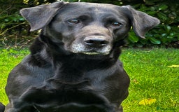 Labrador Retriever dogs for sale: Fully health tested Black Lab  - Image 3