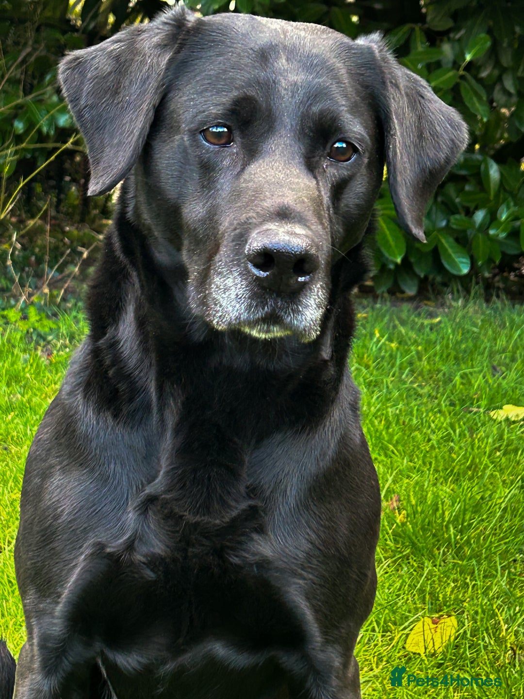 Labrador Retriever dogs for sale: Fully health tested Black Lab  - Image 3