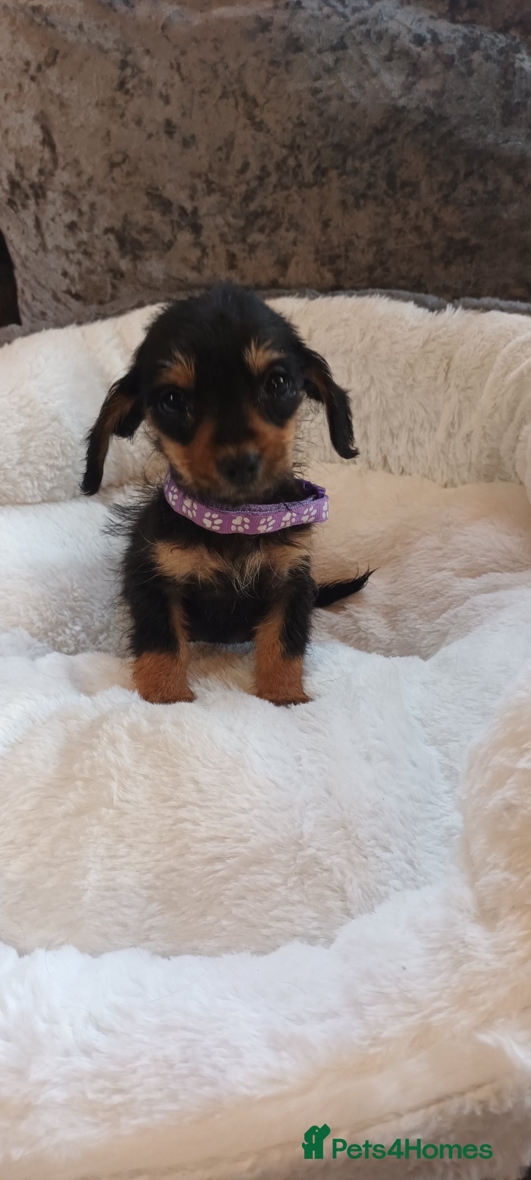 Mixed Breed dogs for sale: Miniature Chiweenies  - Image 2
