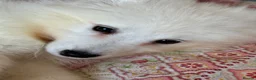 Samoyed dogs for sale: Exceptional Crufts-Line Samoyeds | Health Tested - Advert 19