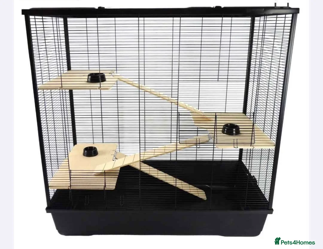 Rat rodents for sale: Dumbo rats in Bristol - Advert 3