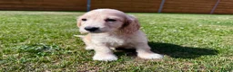 Cockapoo dogs for sale: Beautiful F1 Cockapoo Babies 🐾🐾🐾 - Advert 27