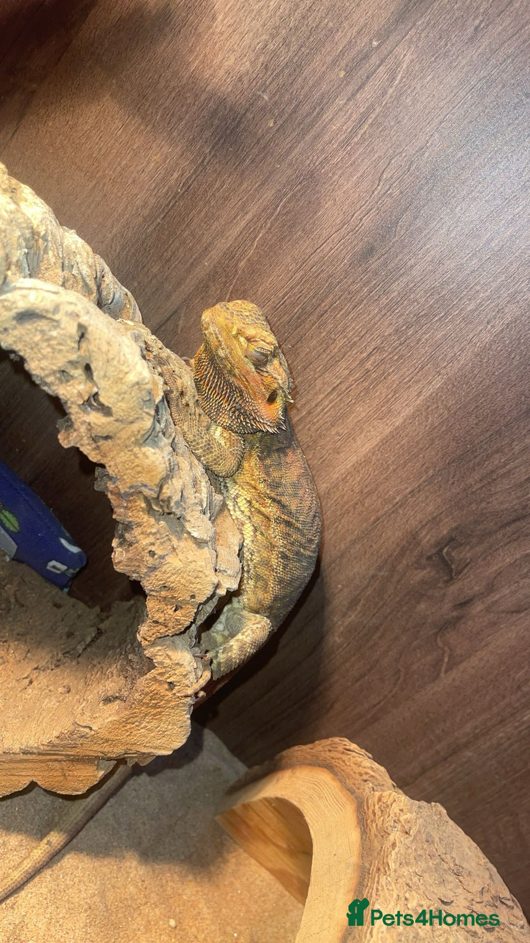 Bearded Dragon reptiles for sale: Beautiful bearded dragons  - Advert 3