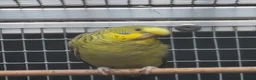 Budgerigars birds for sale: Young blackwing and other budgies  - Advert 6