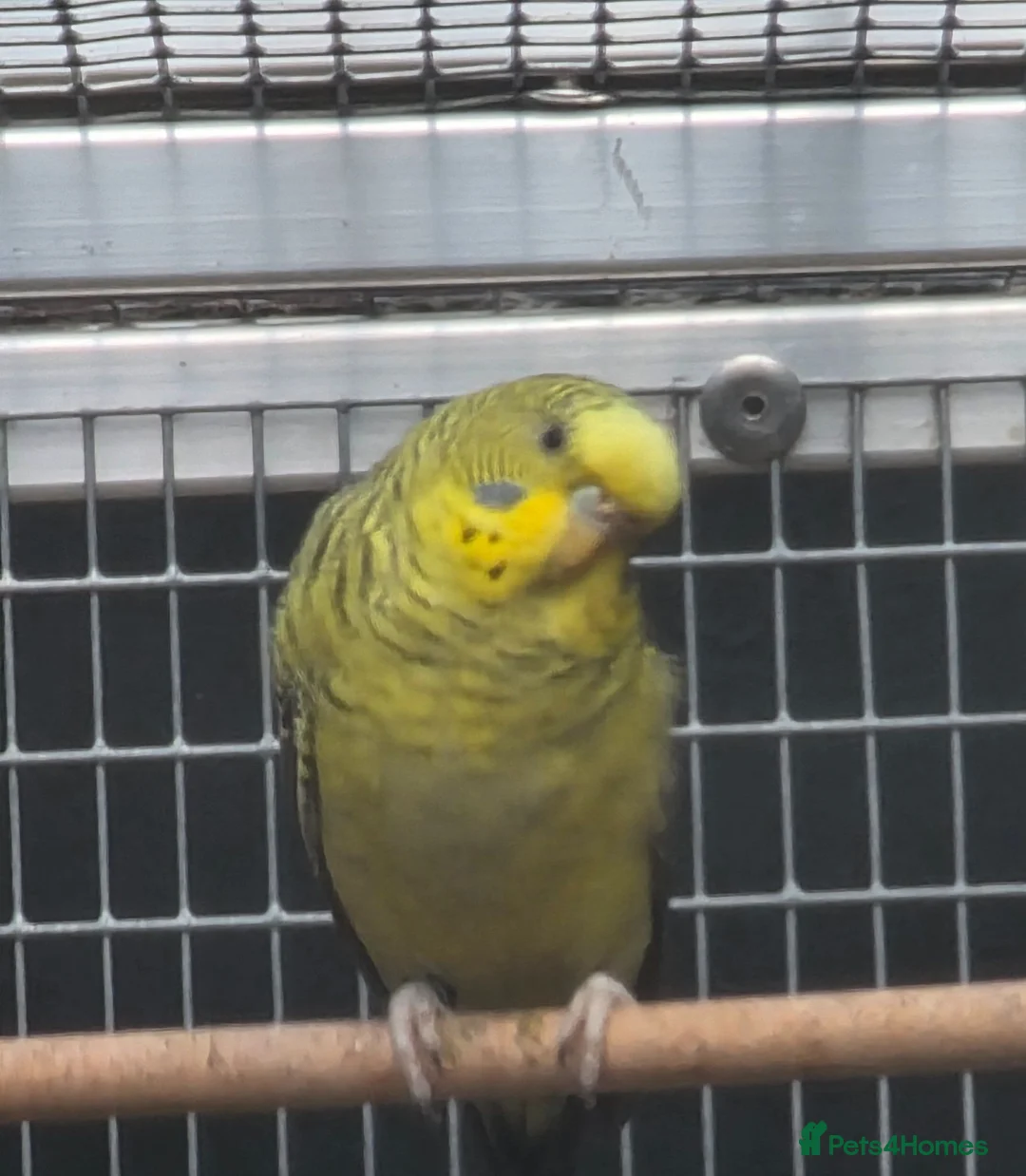 Budgerigars birds for sale: Young blackwing and other budgies  - Advert 6