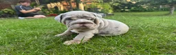 English Bulldog dogs for sale: Top Quality English Bulldog Pups Not Your Usual  in Colchester - Advert 7