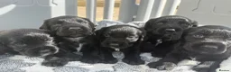 Cocker Spaniel dogs for sale: Cocker spaniel puppies - Advert 10
