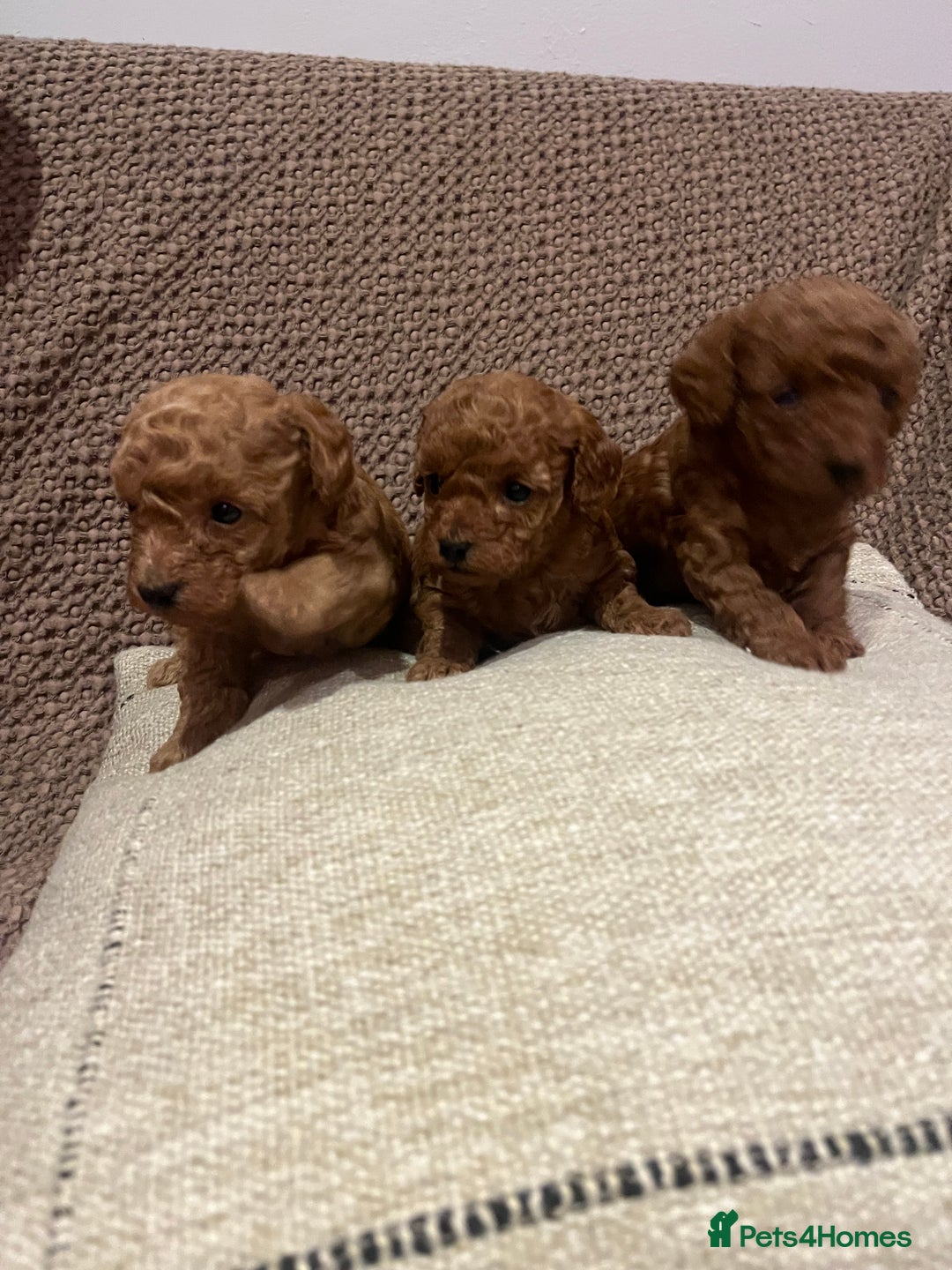 Toy Poodle dogs for sale: Teddy bear red asian/toy poodle puppies 🧸  - Advert 27