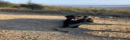 Labrador Retriever dogs for sale: Gorgeous pedigree Labrador puppies  in Cumnock - Advert 3