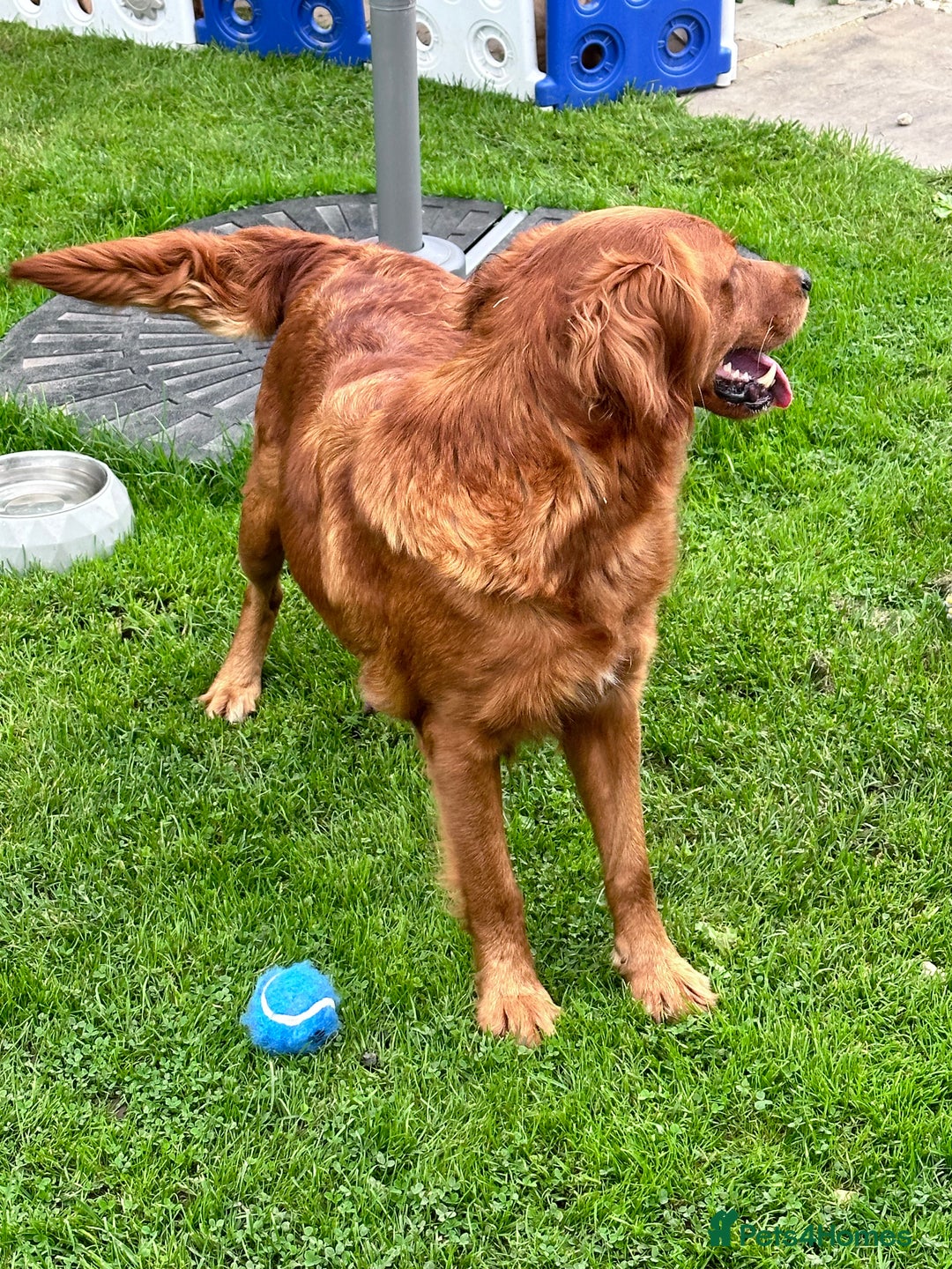 Mini Goldendoodle dogs for sale: Extensively health tested F1 goldendoodle puppies  - Advert 6