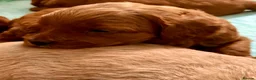 Labradoodle dogs for sale: keiras red fox miniature labradoodles  - Advert 12