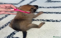 Whippet dogs for sale: Collie X whippet X whippet  - Image 2