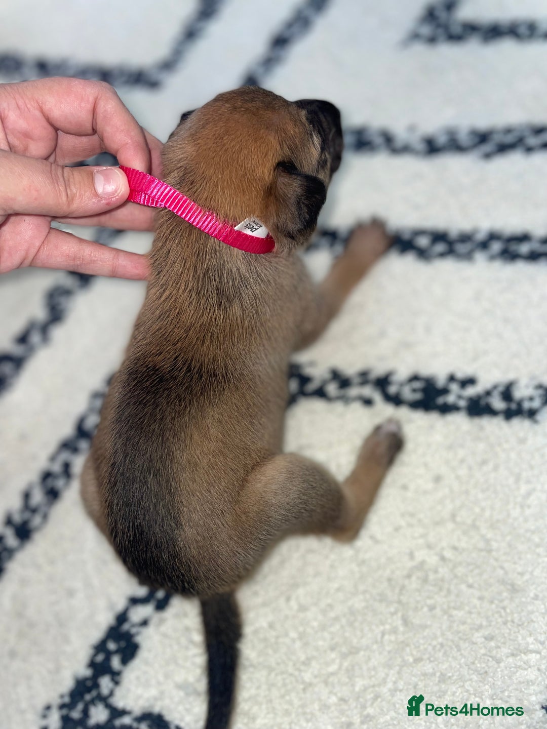 Whippet dogs for sale: Collie X whippet X whippet  - Image 2