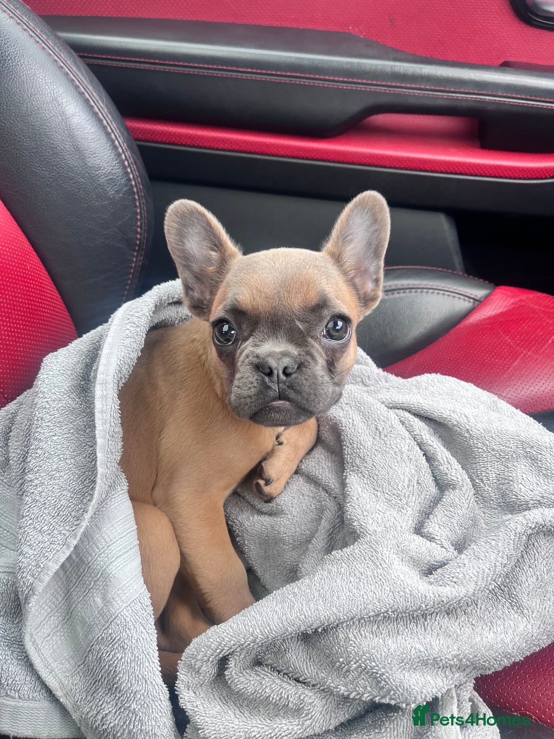 Mixed Breed dogs for sale: Re homing due to work change in circumstances.  - Image 10