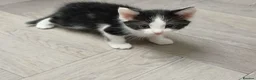 Mixed Breed cats for sale: 1 kittens left - Advert 2