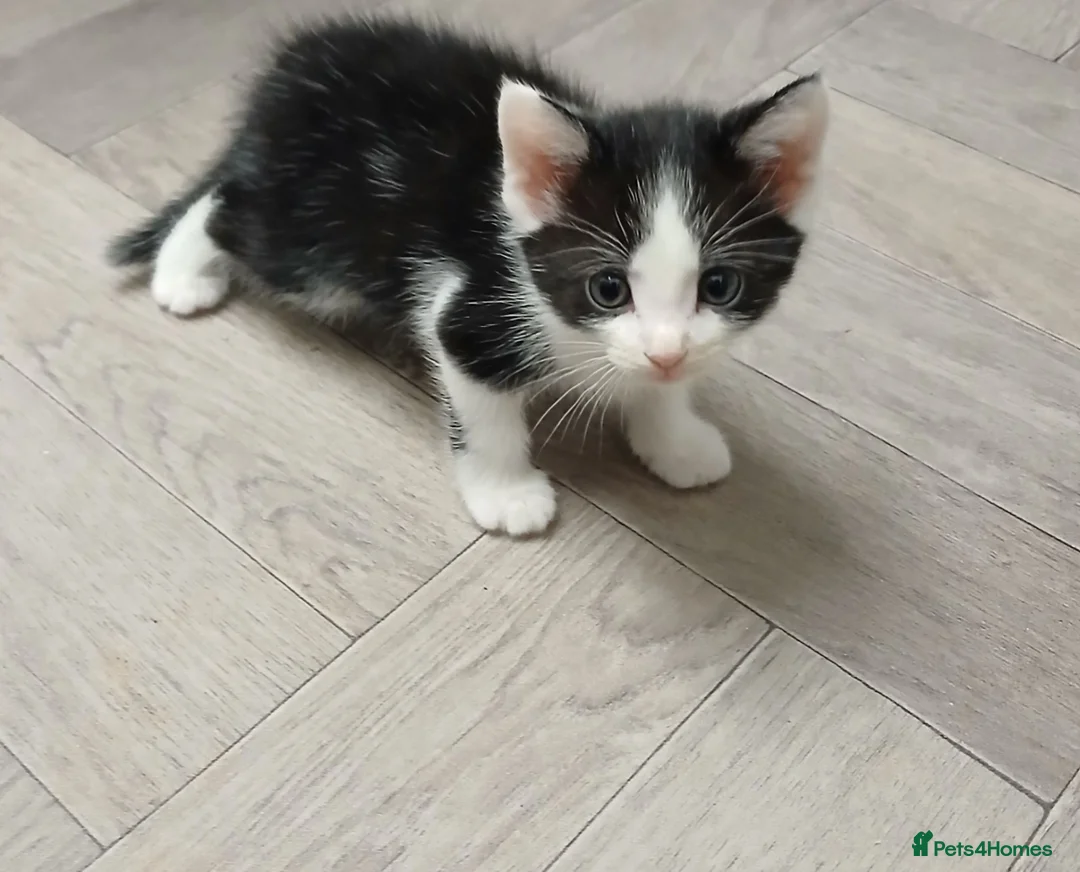Mixed Breed cats for sale: 1 kittens left - Advert 2