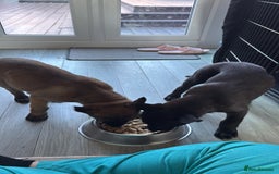 Belgian Shepherd Dog dogs for sale: Belgian Mallinois Male pups for sale - Image 12