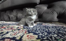 British Longhair cats for sale: 🐾 ADORABLE KITTENS FOR SALE 🐾 - Image 11