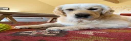 Golden Retriever dogs for stud: MURPHY: GENETICALLY CLEAR, HANDSOME STUD DOG - Advert 3