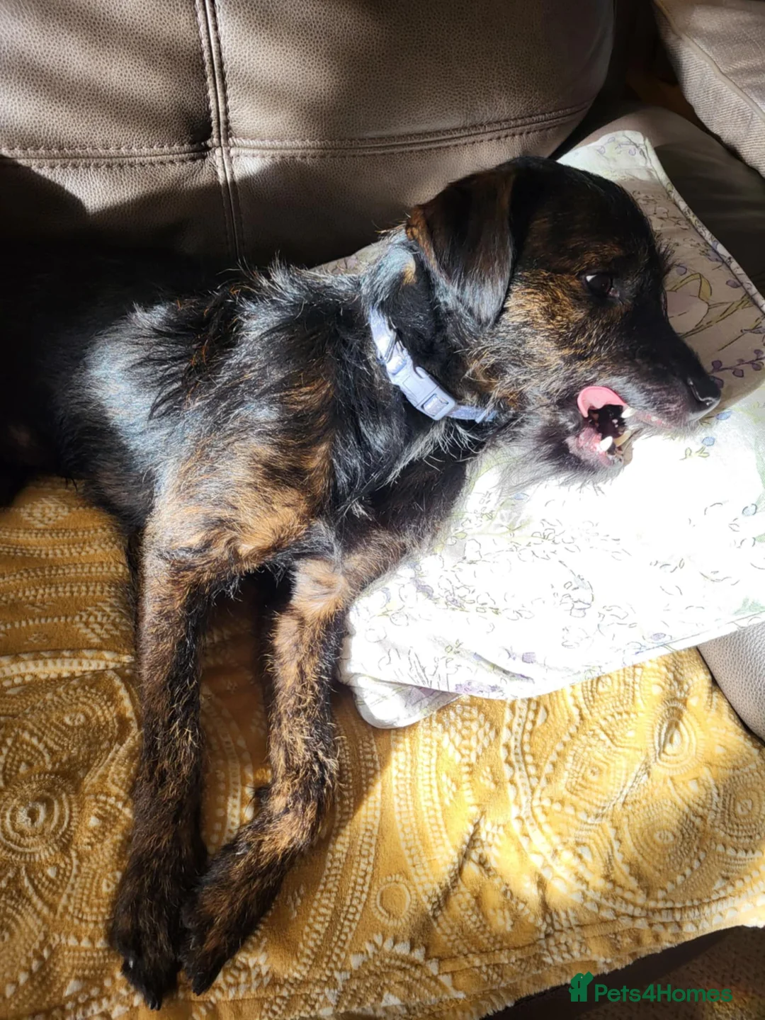 Mixed Breed dogs for sale: Reggie - Advert 1