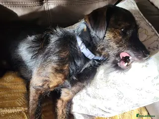 Mixed Breed dogs Reggie - Advert 1