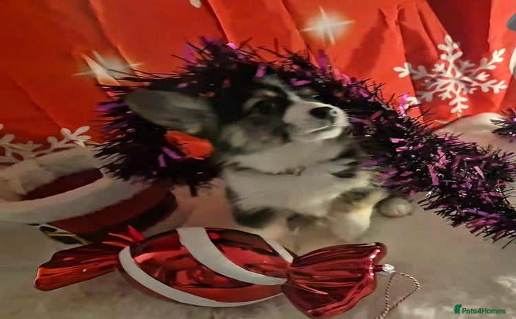 Welsh Corgi Pembroke dogs Kc reg Serbian lined bob & longtail - Advert 3