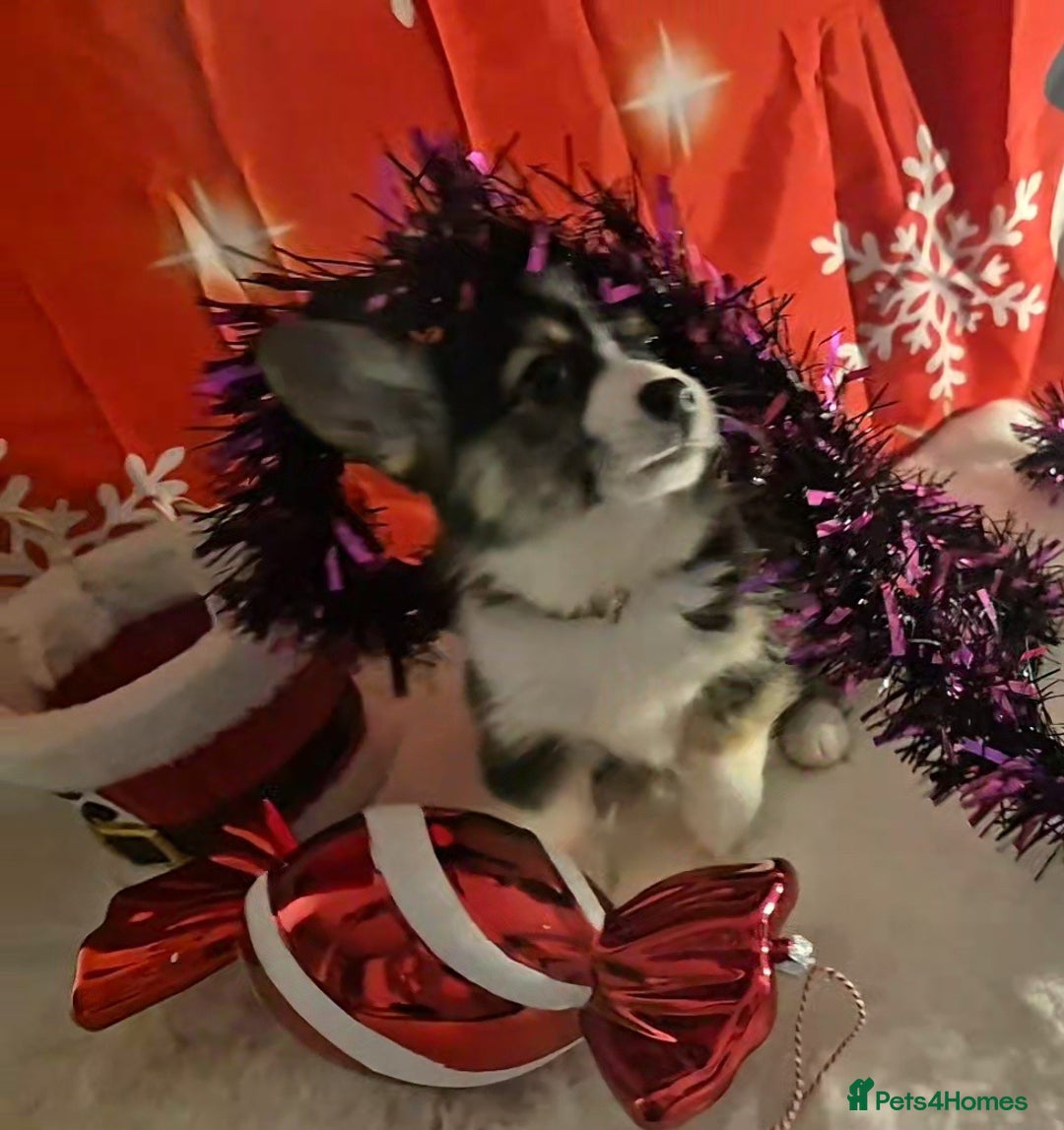 Welsh Corgi Pembroke dogs for sale: Kc reg Serbian lined bob & longtail - Advert 1