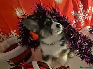 Welsh Corgi Pembroke dogs Kc reg Serbian lined bob & longtail - Advert 15