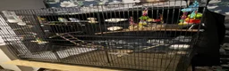 Budgerigars birds for sale: 2 young males in Havant - Advert 4
