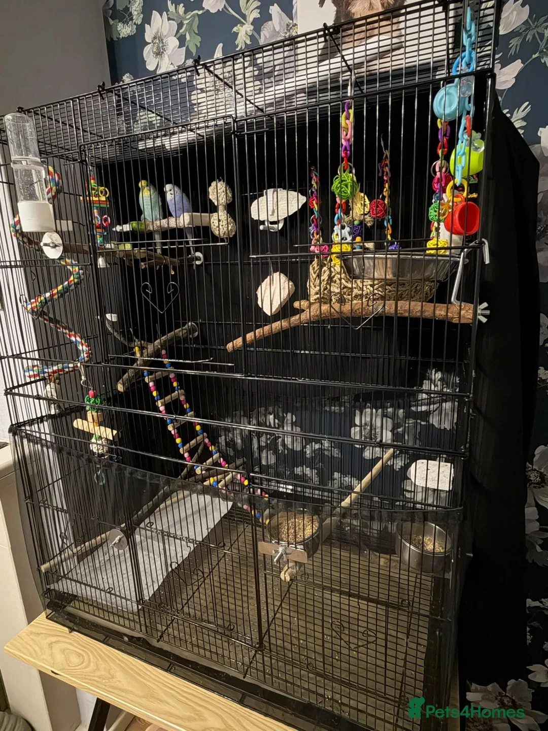 Budgerigars birds for sale: 2 young males in Havant - Advert 4