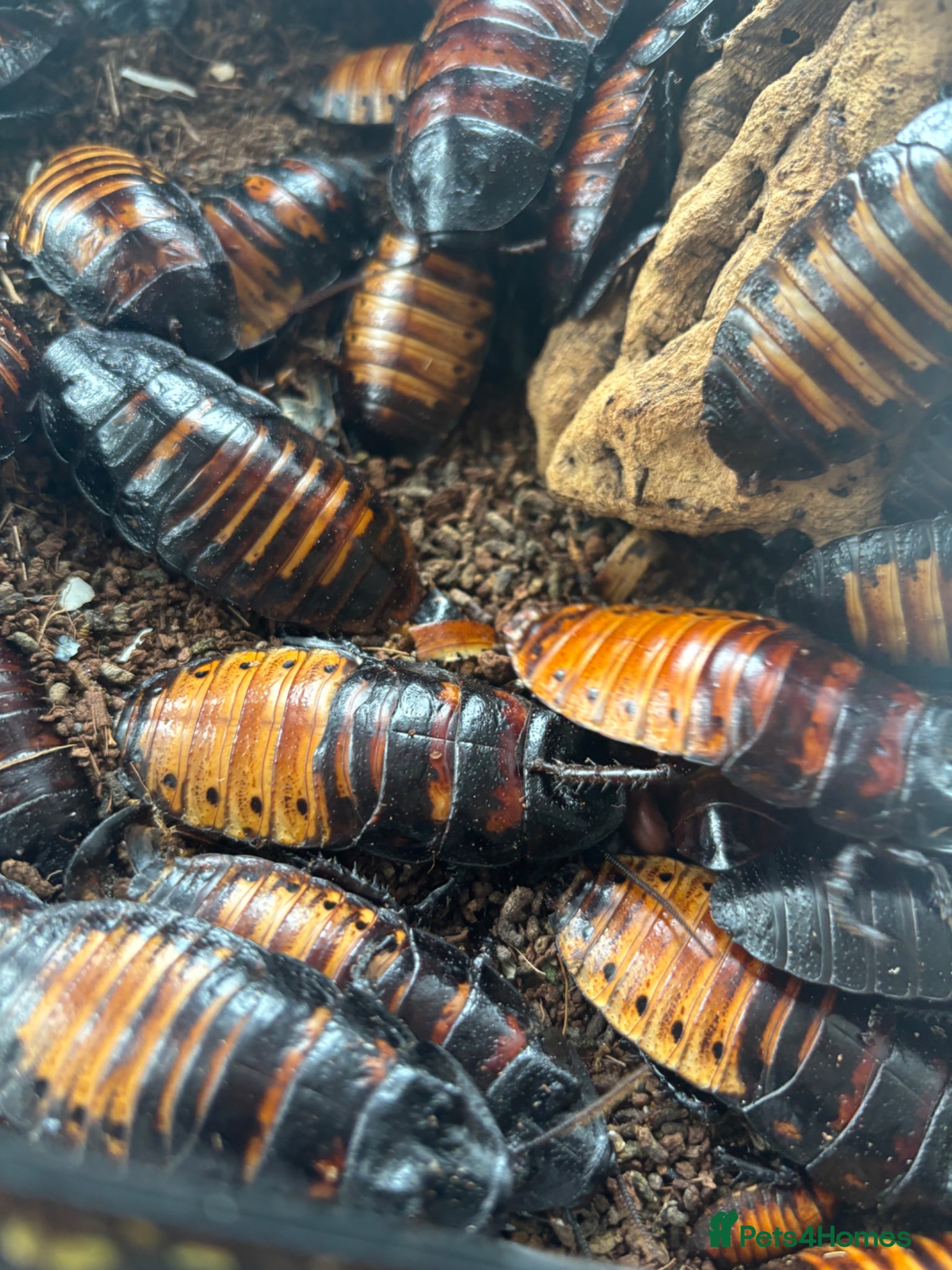 Cockroaches invertebrates for sale: Madagascan Hissing Cockroaches  in Birmingham - Advert 1