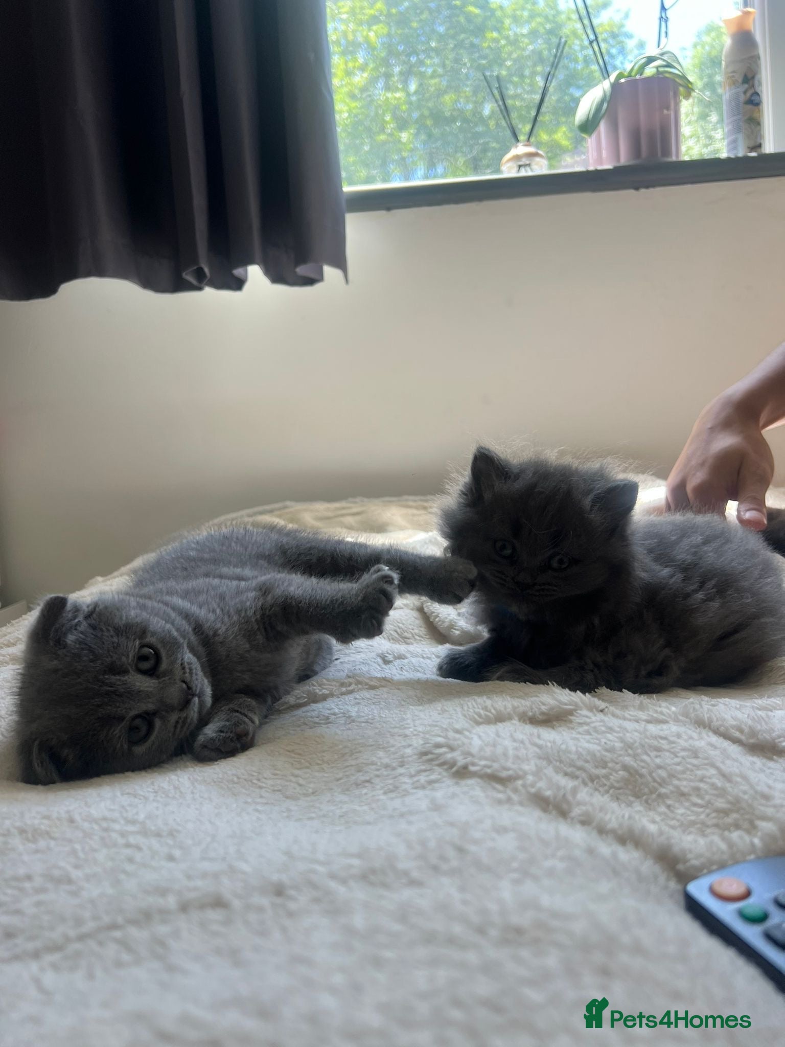 Scottish Fold cats for sale: 5 beautiful Scottish Fold’s kittens  - Advert 9