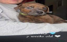 Mixed Breed dogs for sale: Rottweiler X American Bulldogs  - Image 3