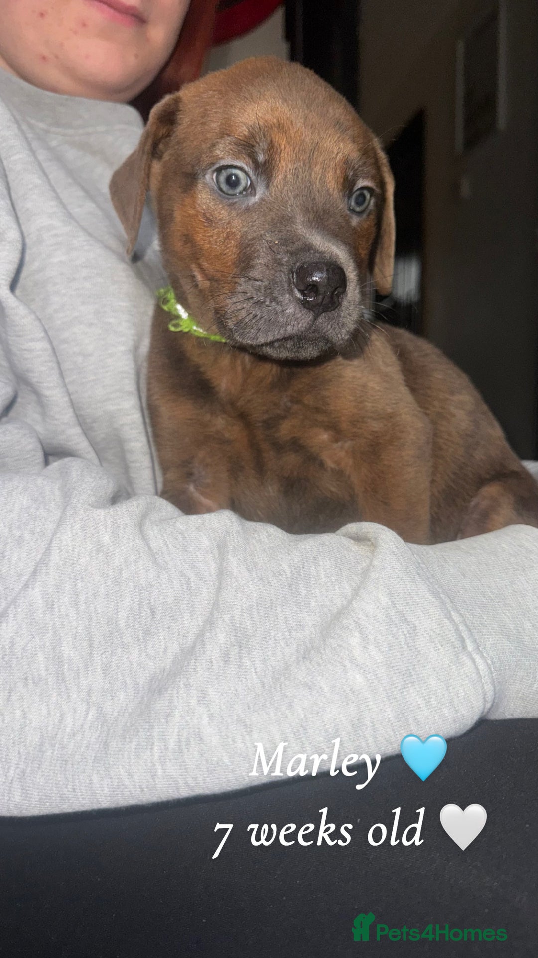 Mixed Breed dogs for sale: Rottweiler X American Bulldogs  - Image 3