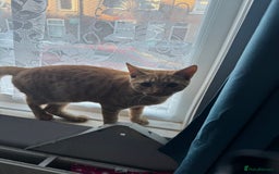 Domestic Shorthair cats for sale: Lovely 5 month old kitten for sale  - Image 3