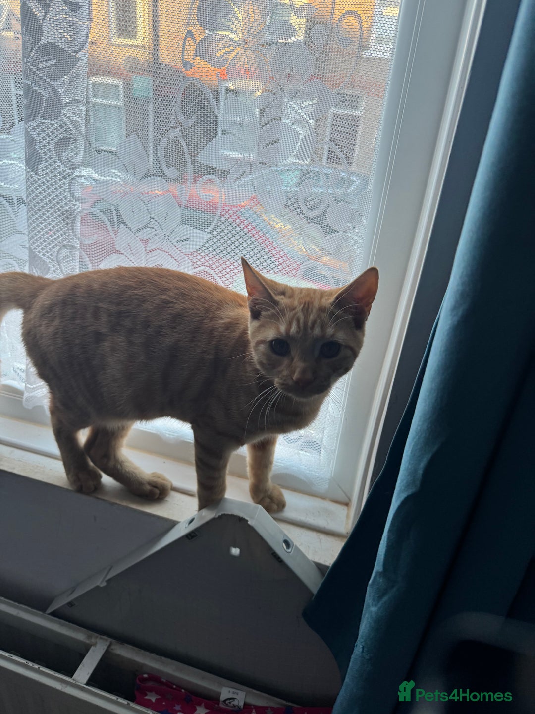 Domestic Shorthair cats for sale: Lovely 5 month old kitten for sale  - Image 3