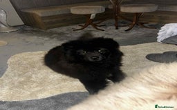 Chow Chow dogs for sale: Beautiful chow chow black girl - Image 5