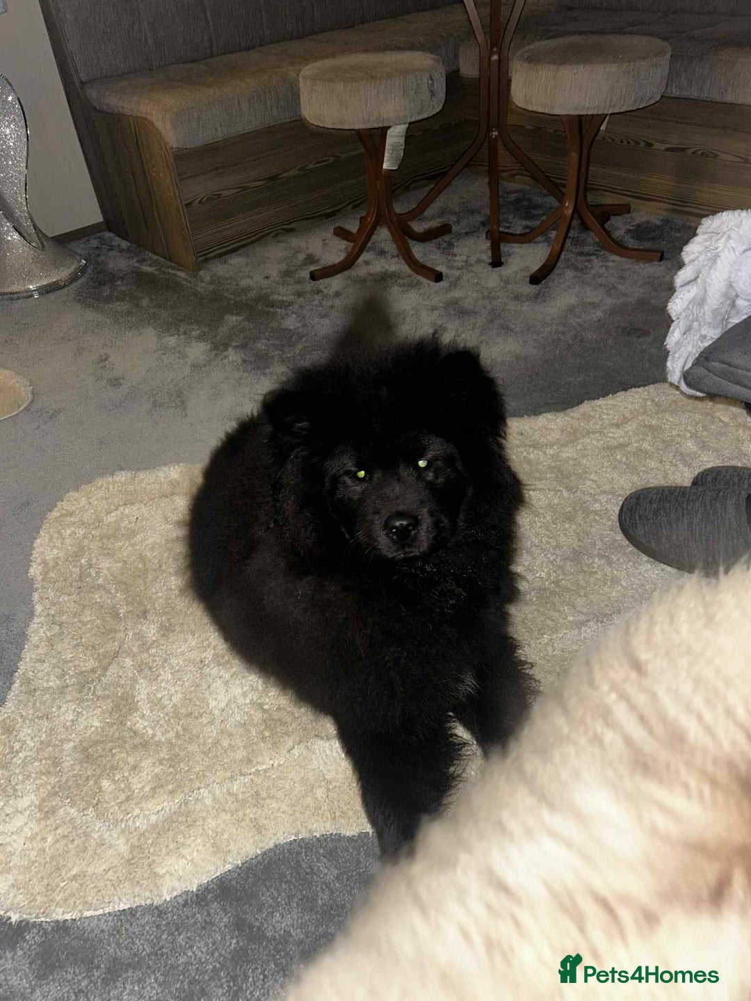 Chow Chow dogs for sale: Beautiful chow chow black girl - Image 5