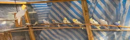 Cockatiels birds for sale: Beautiful Young Cockatiels Ready for Loving Homes - Advert 10