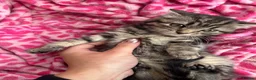 Mixed Breed cats for sale: Kitten - Advert 5