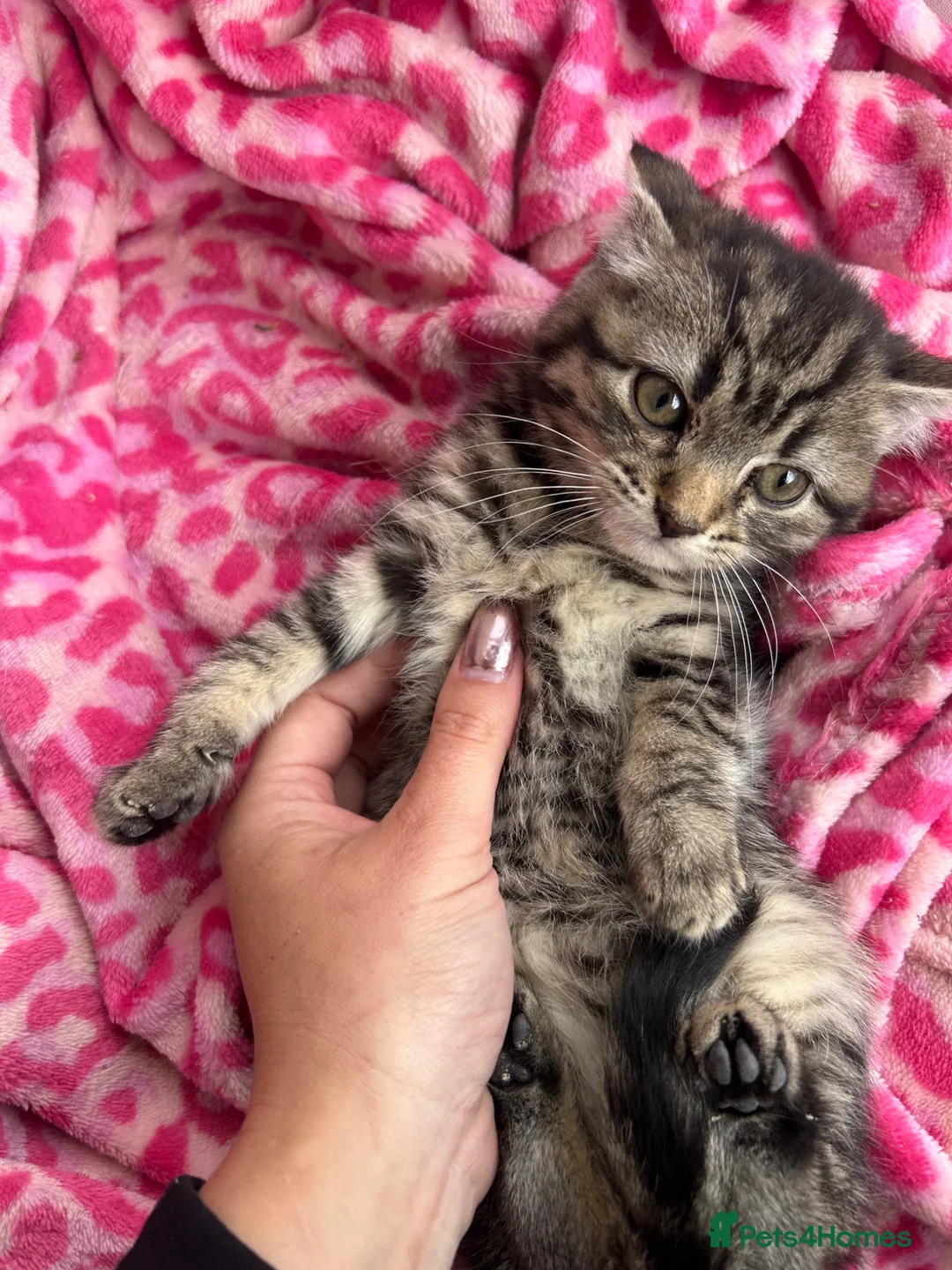 Mixed Breed cats for sale: Kitten - Advert 5